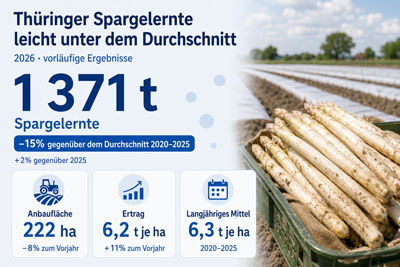 zur Pressemitteilung 179 vom 17. Juli 2026: „Thüringer Spargelernte fällt leicht unterdurchschnittlich aus“ im PDF-Format