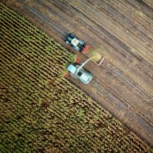 Aufsatz „Landwirtschaftszählung 2020<br>
Vorläufiges Ergebnis zur Bodennutzung in Thüringen“ im PDF-Format öffnen