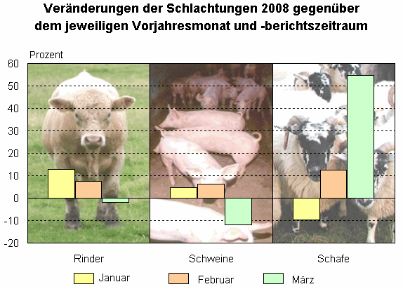 Veränderungen der Schlachtungen 2008 gegenüber dem jeweiligen Vorjahresmonat und -berichtszeitraum