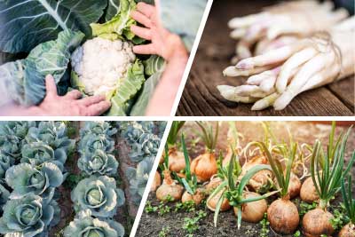 zur Pressemitteilung 043 vom 2. März 2026: „Freilandgemüseanbau in Thüringen erneut rückläufig, Erntemenge dennoch gestiegen“ im PDF-Format