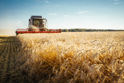 zur Pressemitteilung 187 vom 28. Juli 2026: „Erste Ernteschätzung für das Erntejahr 2026 in Thüringen“ im PDF-Format