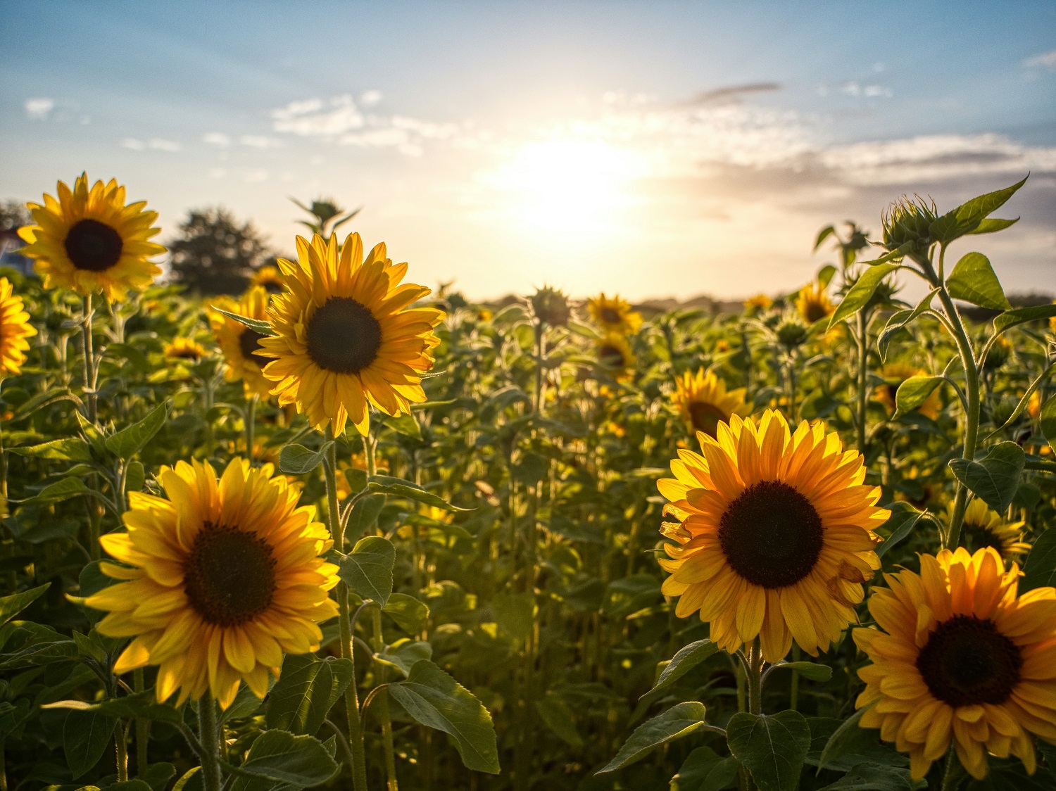 zur Pressemitteilung 188 vom 29. Juli 2026: „Mehr Sonnenblumen auf Thüringens Feldern<br><thin>Bodennutzung 2026</thin>“ im PDF-Format