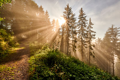 zur Pressemitteilung 215 vom 3. September 2026: „Thüringen ist zu einem Drittel mit Wald bedeckt“ im PDF-Format